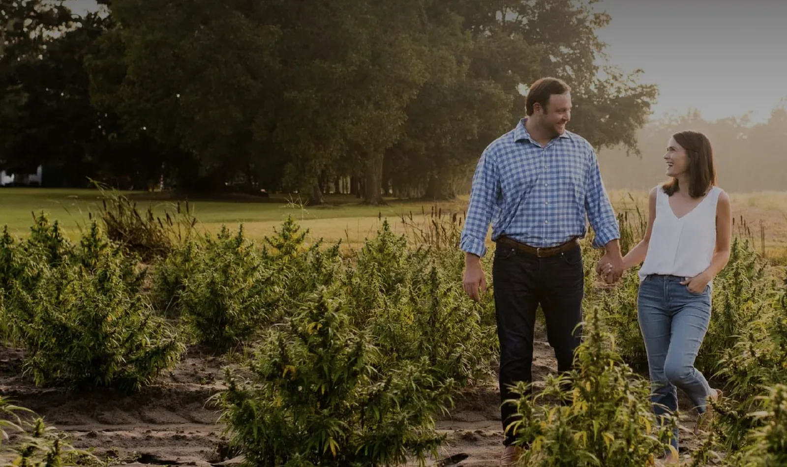 A couple walking hand in hand through a field of hemp plants